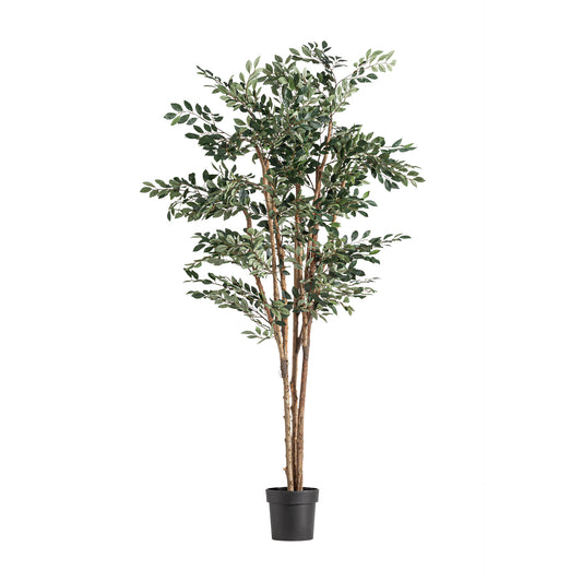 FICUS PLANT
