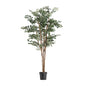 FICUS PLANT