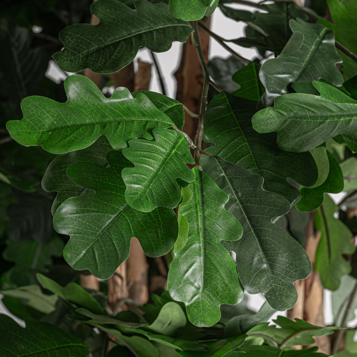 ROBLE PLANT