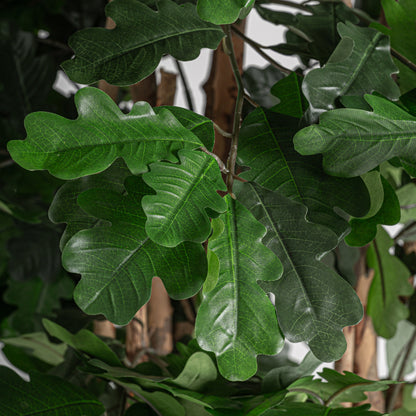 ROBLE PLANT
