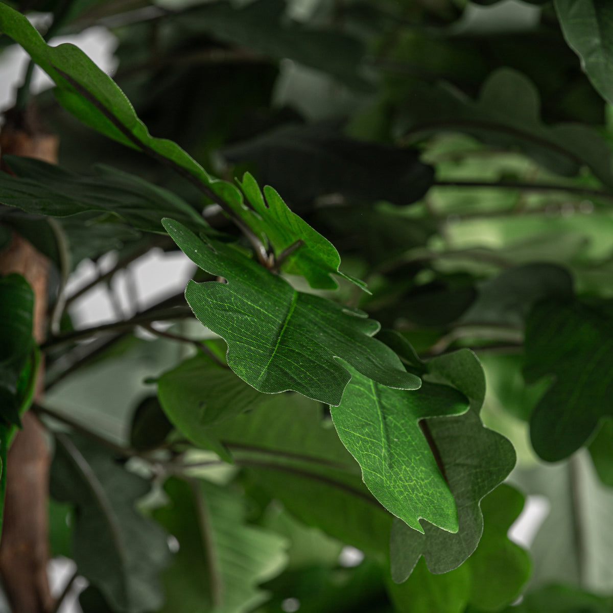 ROBLE PLANT