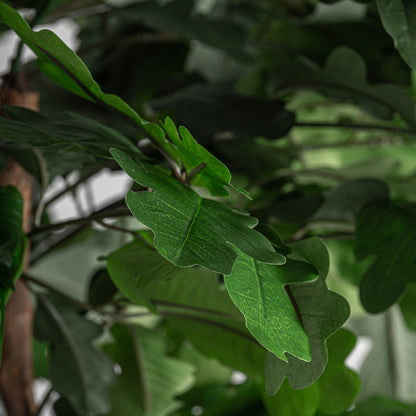ROBLE PLANT