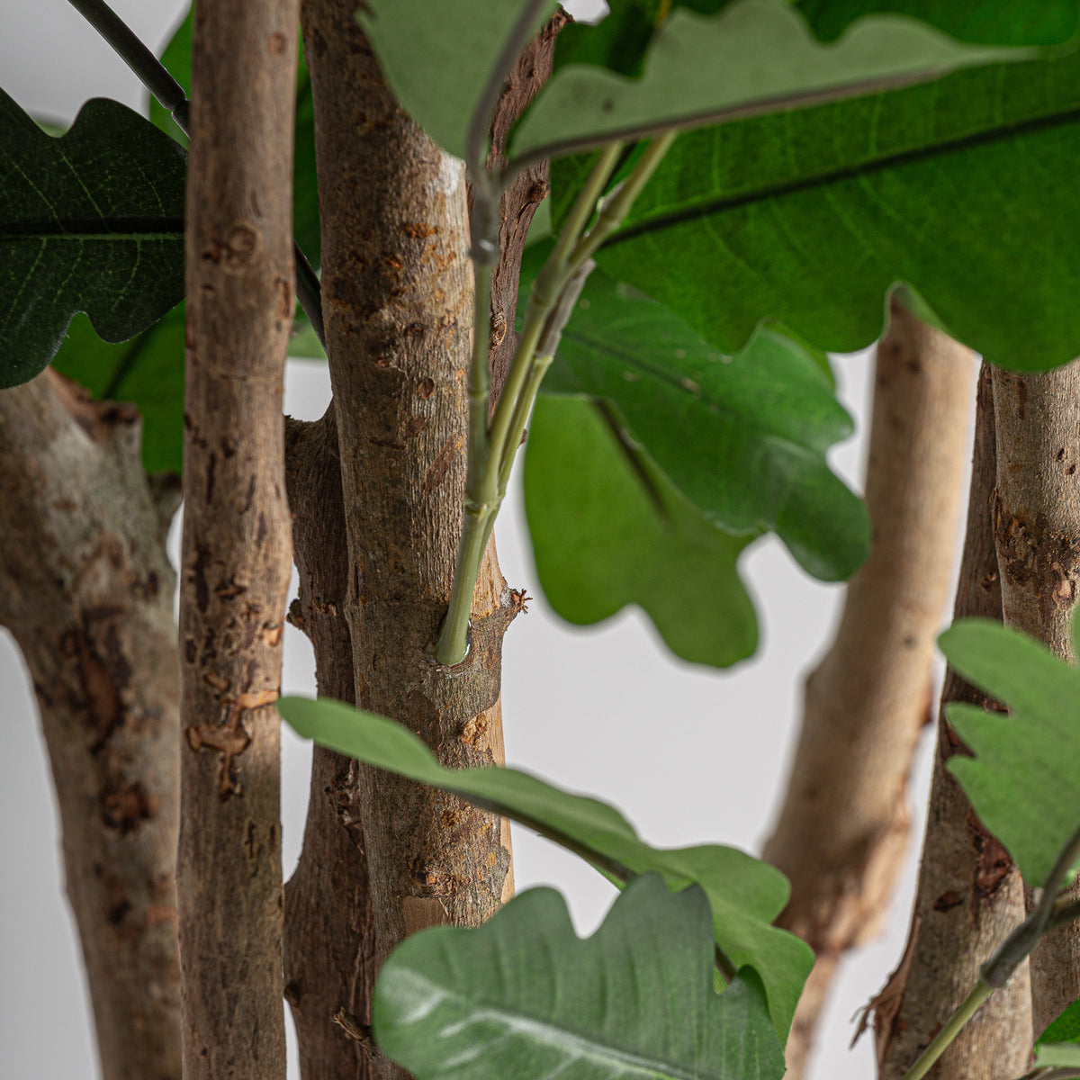 ROBLE PLANT