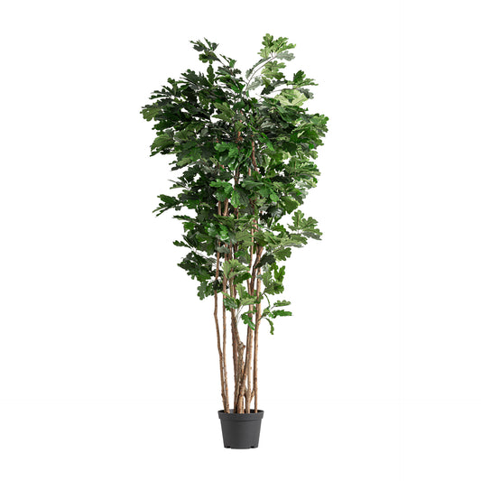 ROBLE PLANT