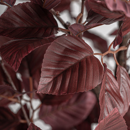 HAYA PLANT