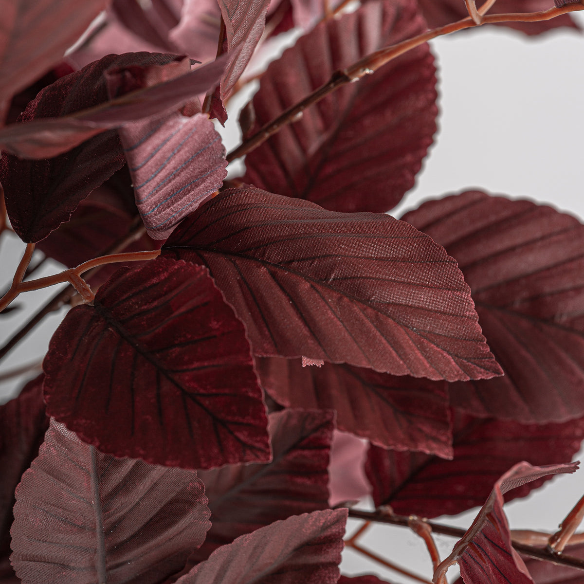 HAYA PLANT