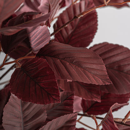 HAYA PLANT