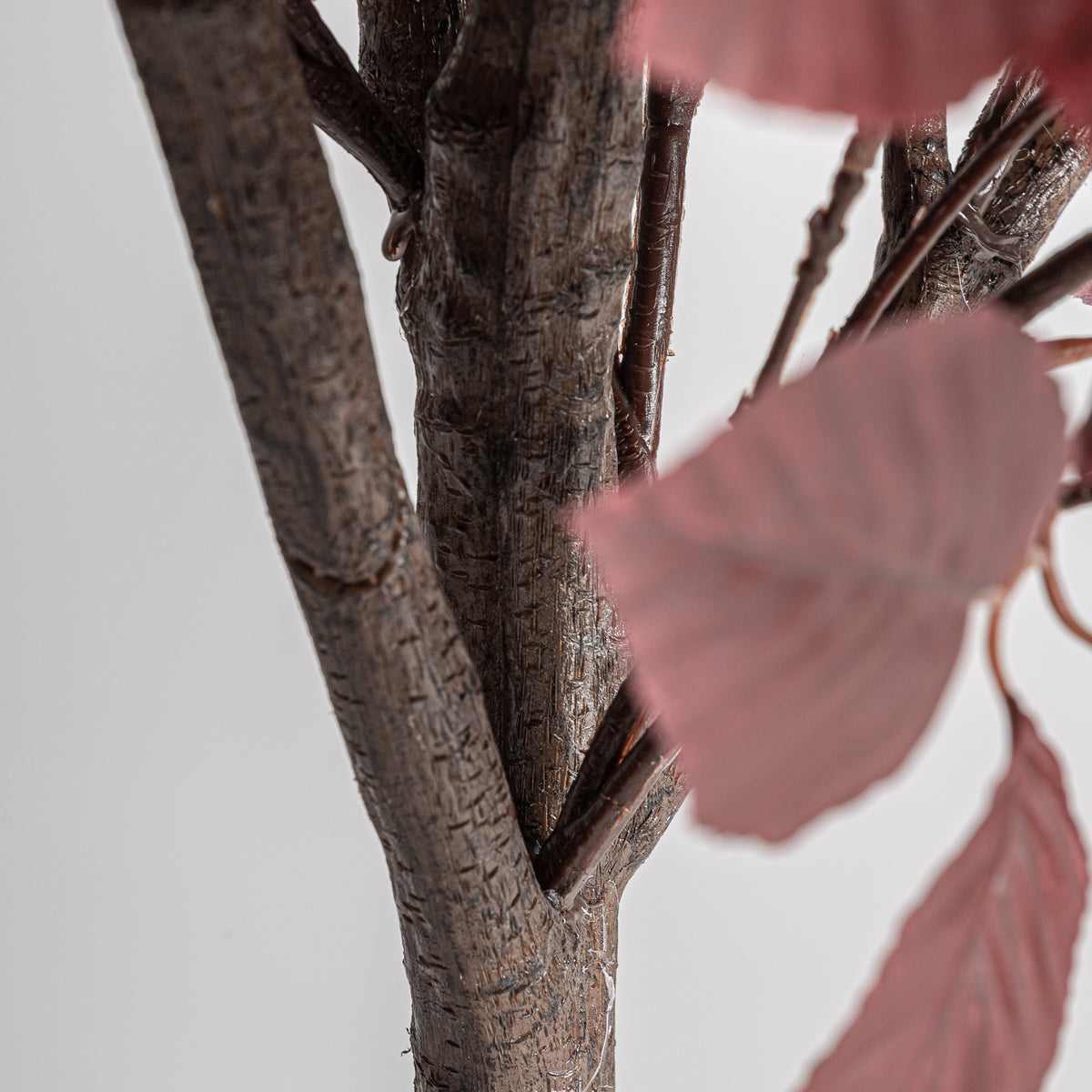 HAYA PLANT