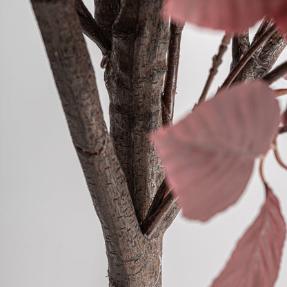 HAYA PLANT