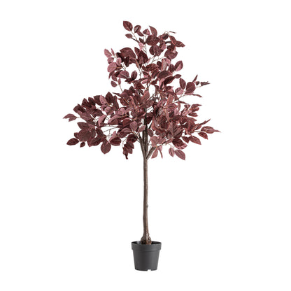 HAYA PLANT
