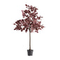 HAYA PLANT