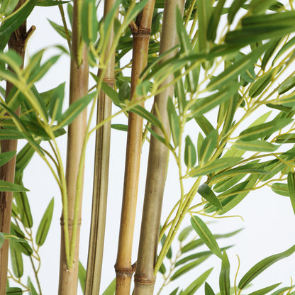 BAMBÚ PLANT
