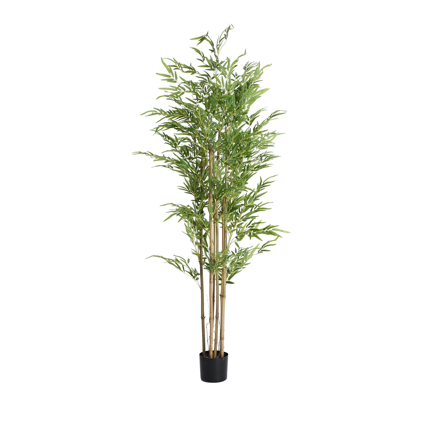 BAMBÚ PLANT