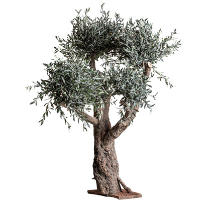 OLIVO PLANT