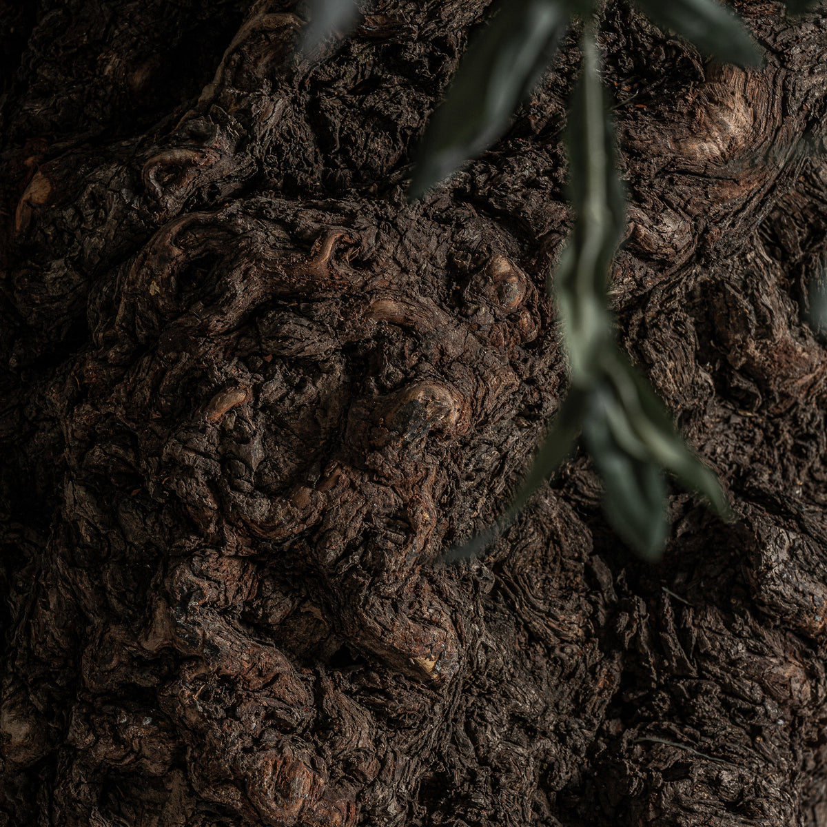 OLIVO PLANT