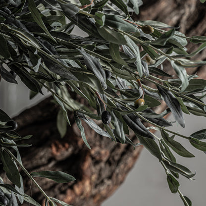 OLIVO PLANT