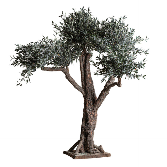 OLIVO PLANT