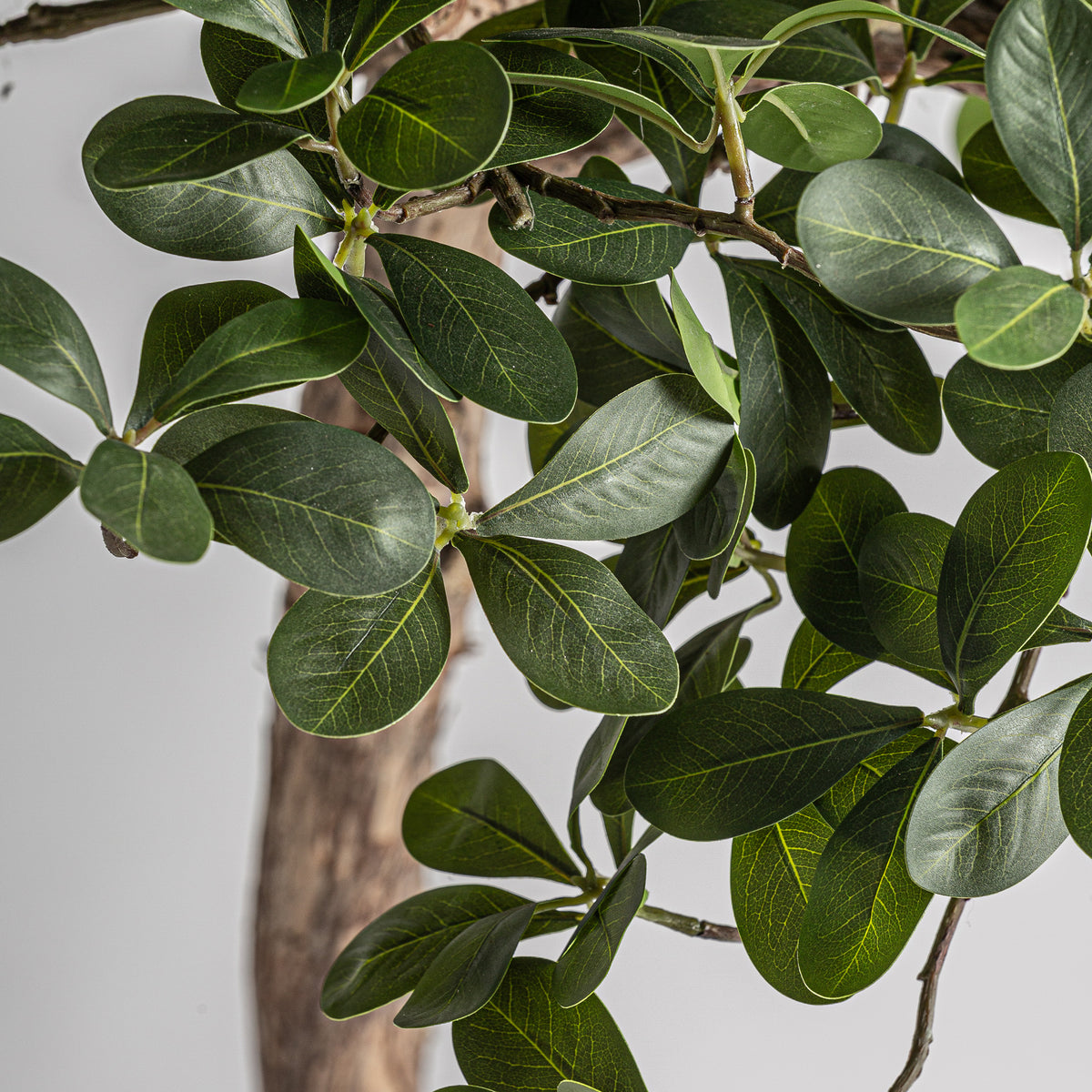 FICUS PLANT