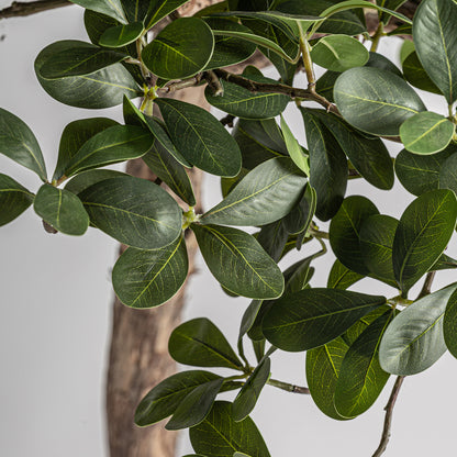 FICUS PLANT