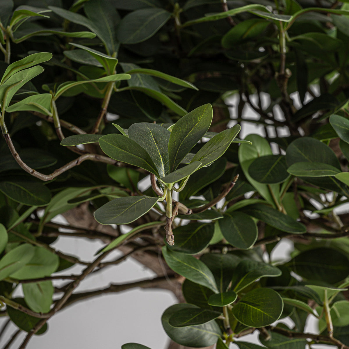FICUS PLANT