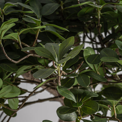 FICUS PLANT