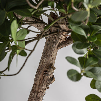 FICUS PLANT