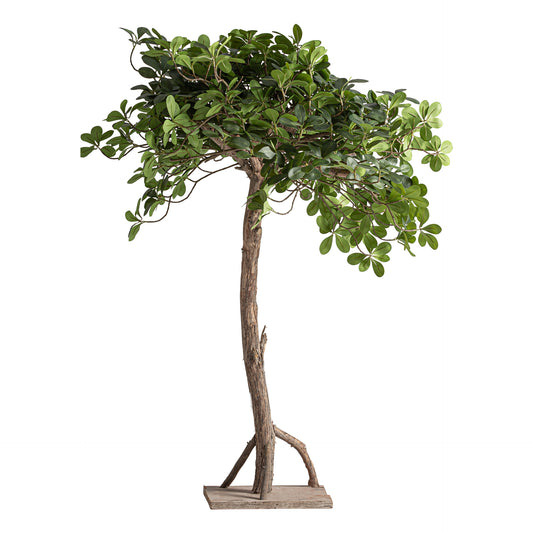 FICUS PLANT