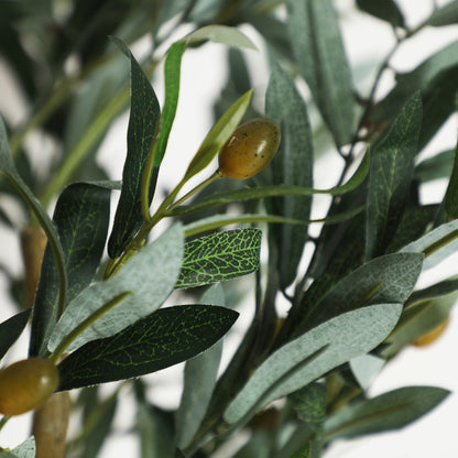 OLIVO PLANT
