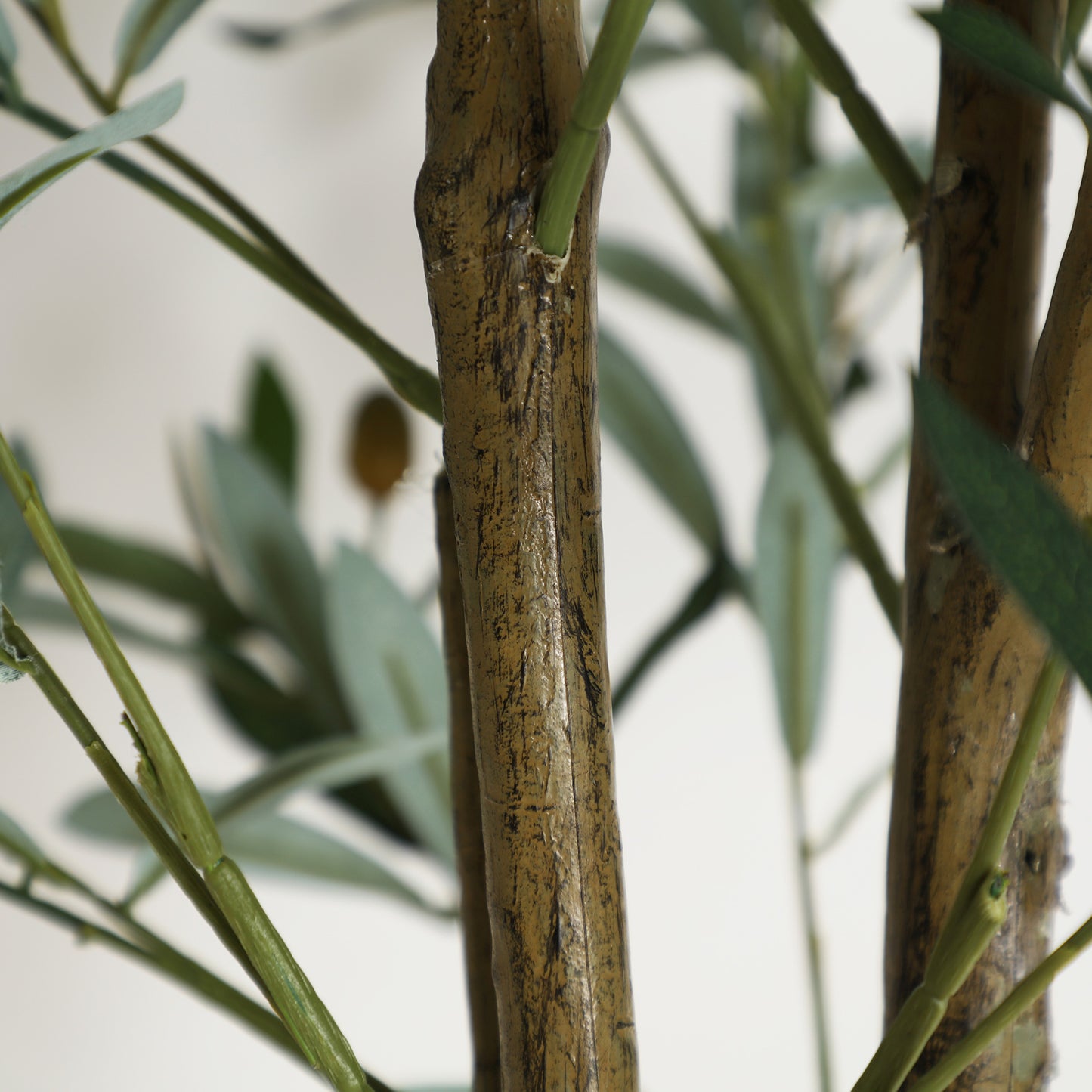 OLIVO PLANT