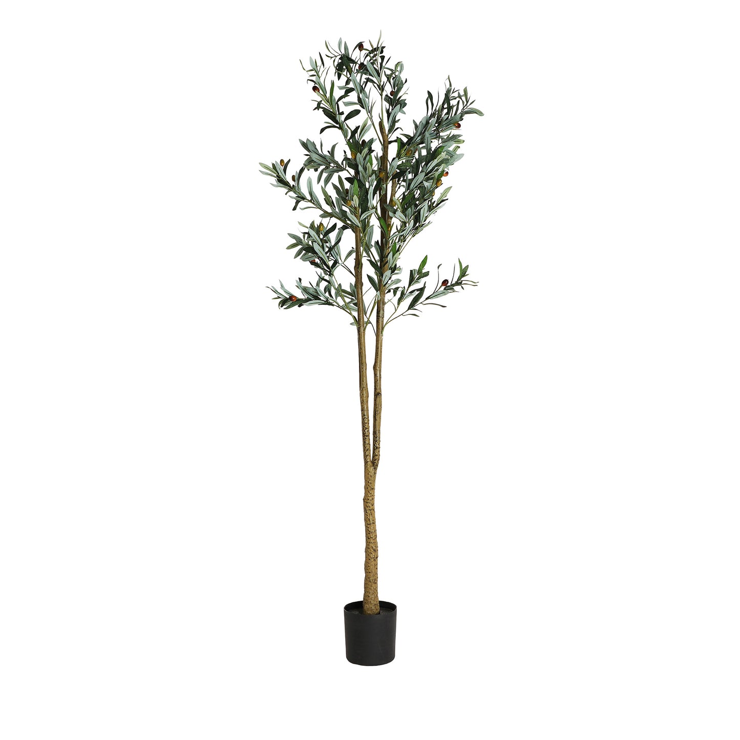 OLIVO PLANT