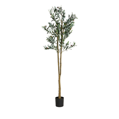 OLIVO PLANT